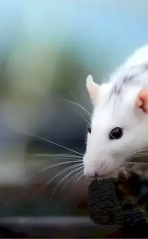 White Mouse