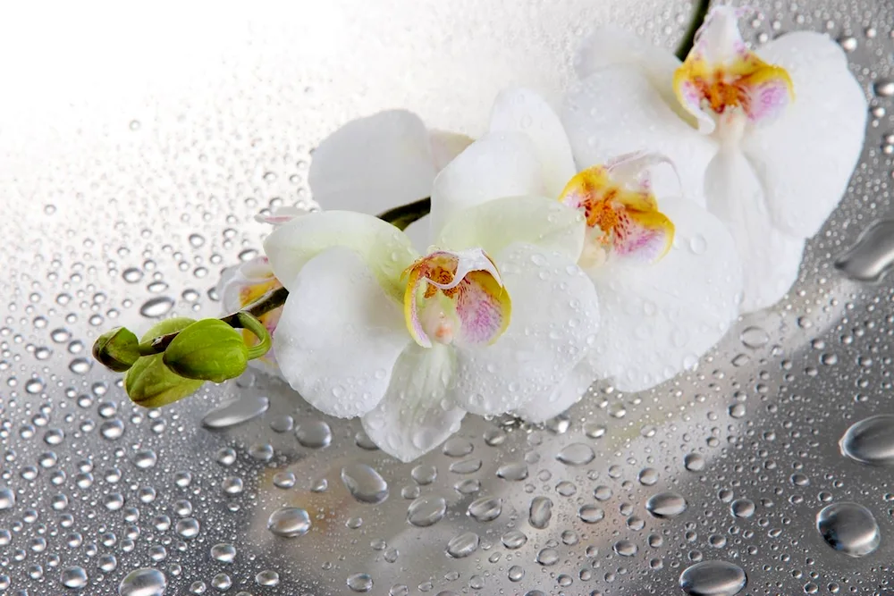 White orchid