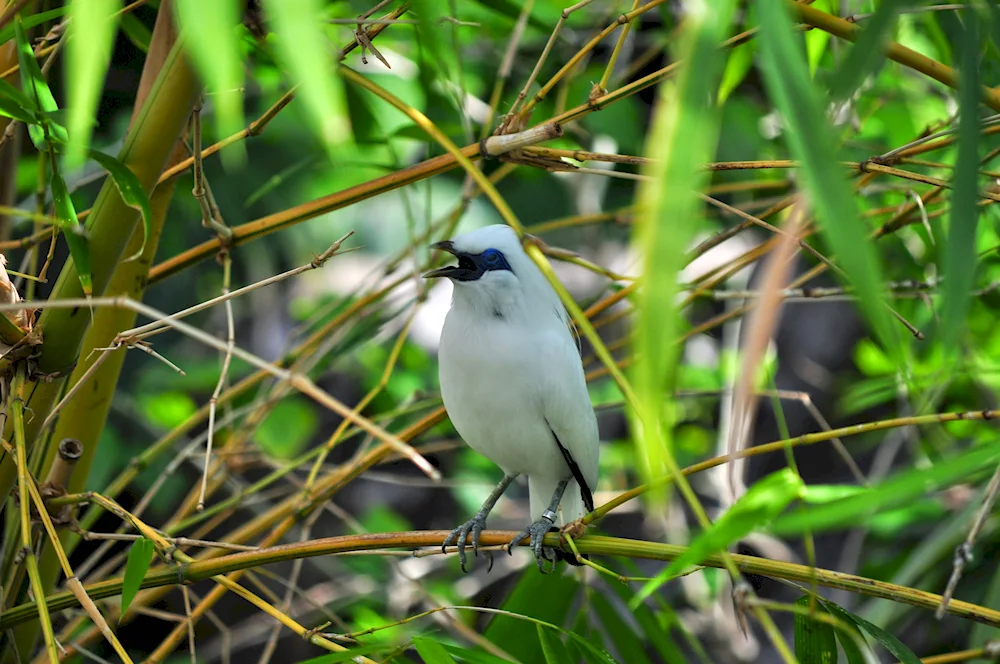 Crested Painted Tit