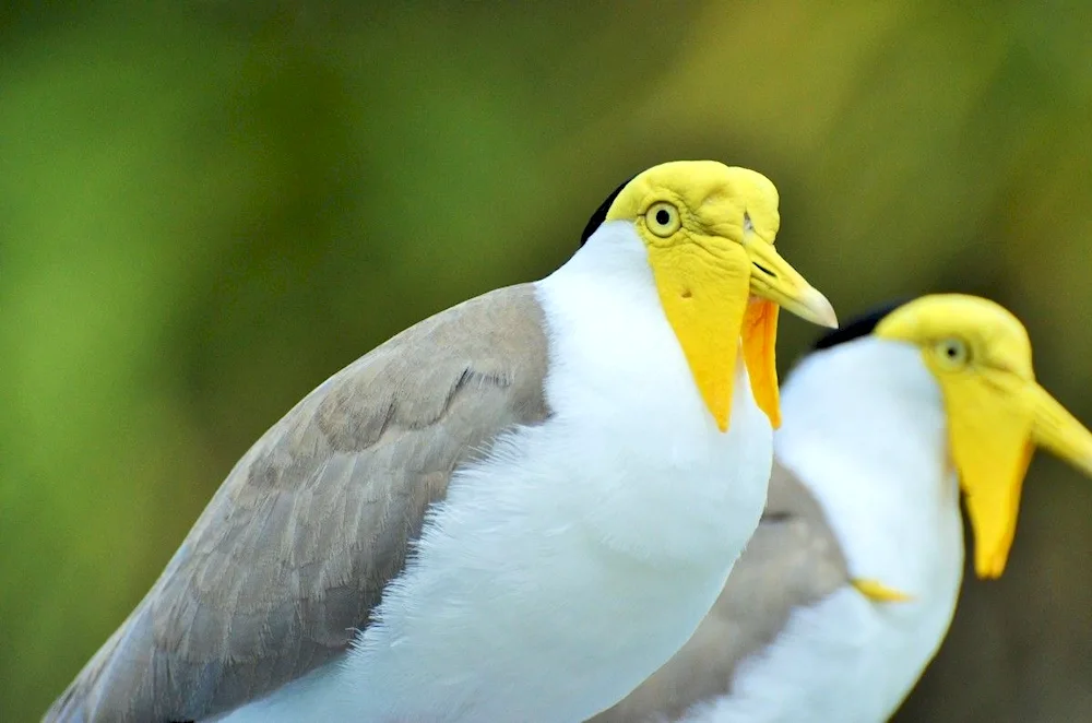 White bird with yellow beak