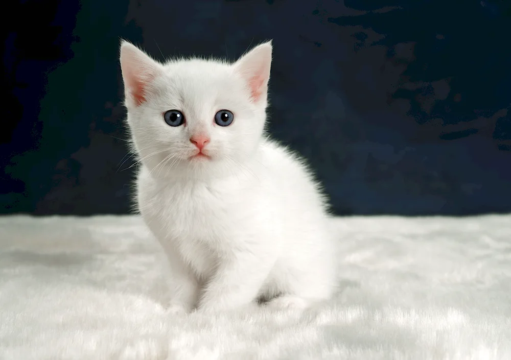 White kitten