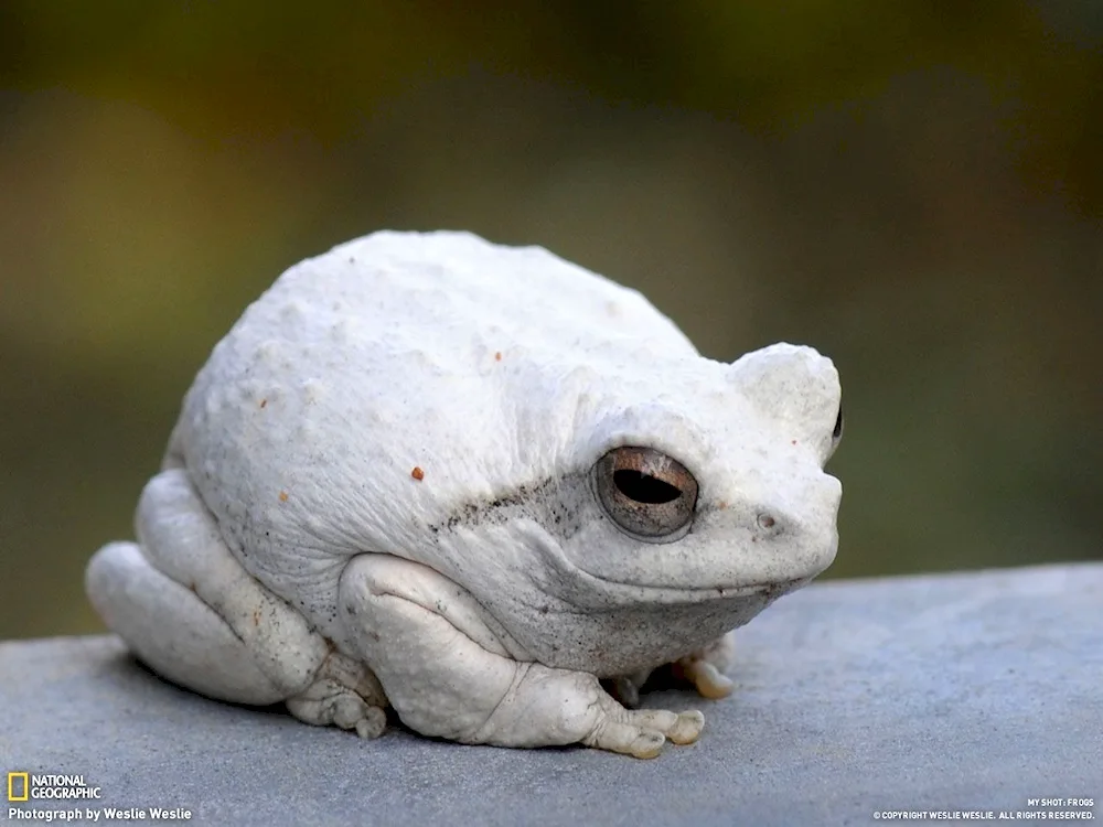 White Spurred Frog