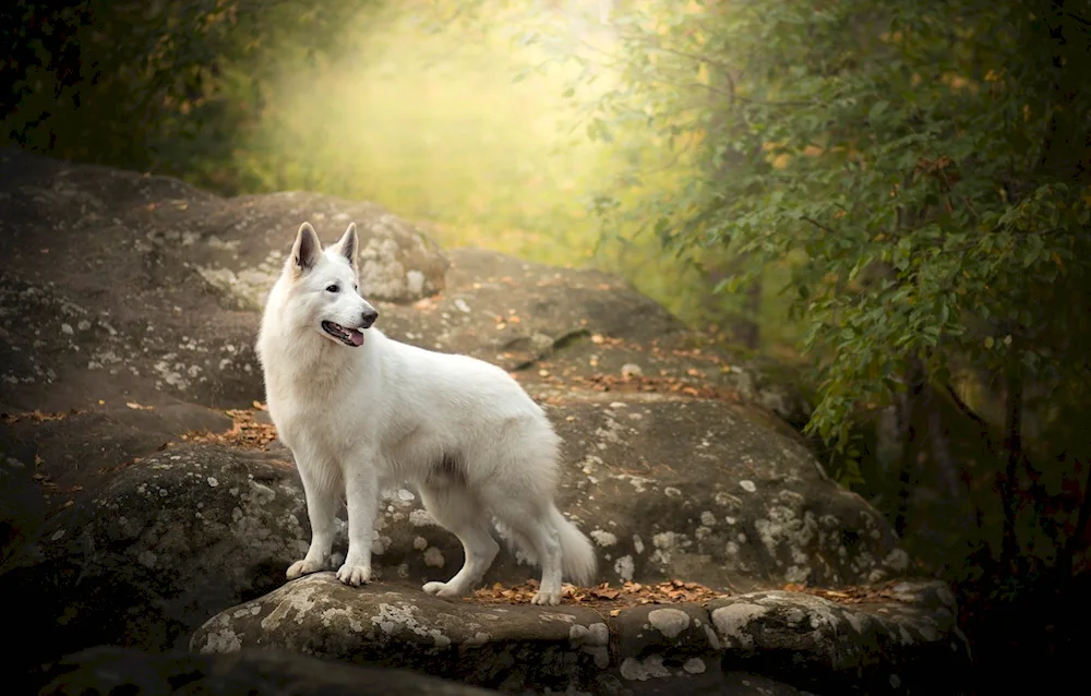 Samoyed dog breed