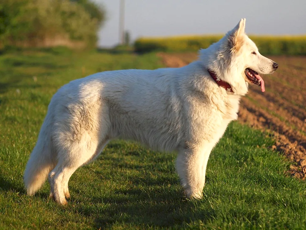 White Swiss Shepherd