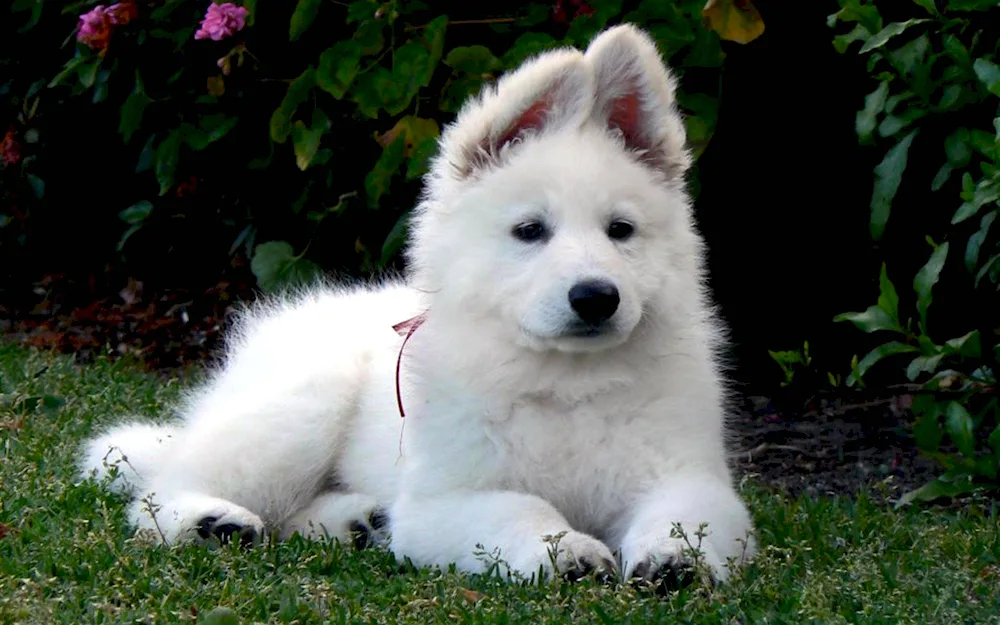 White Swiss Shepherd dog