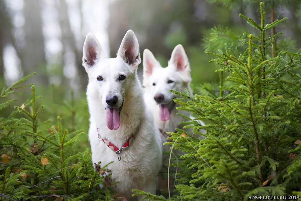 White Swiss Shepherd Dog American-Canadian Shepherd Dog. Canadian White Shepherd