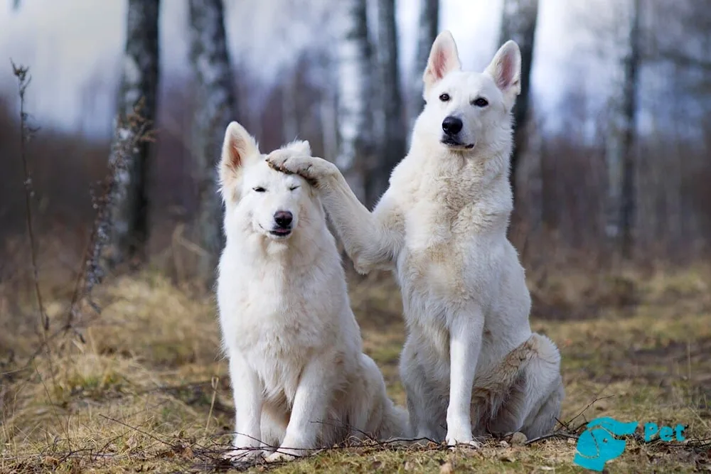 Swiss Swiss Shepherd Dog