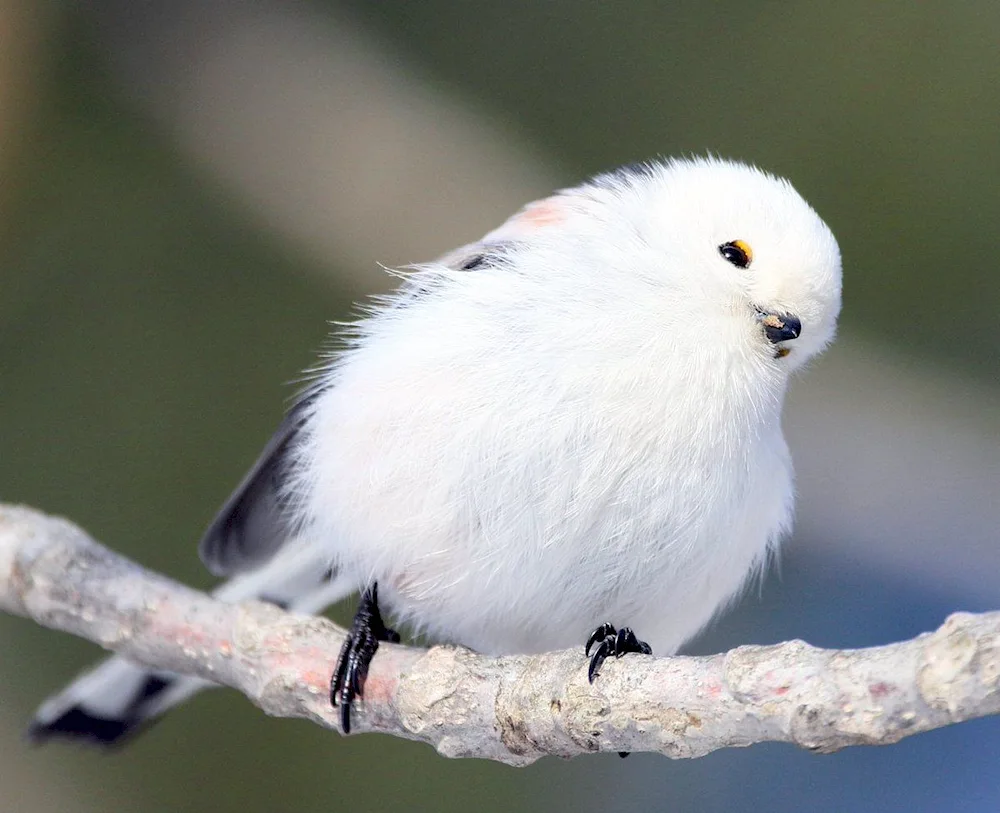 Long-tailed tit