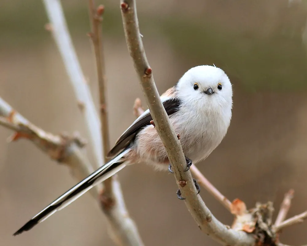 White tit on a branch