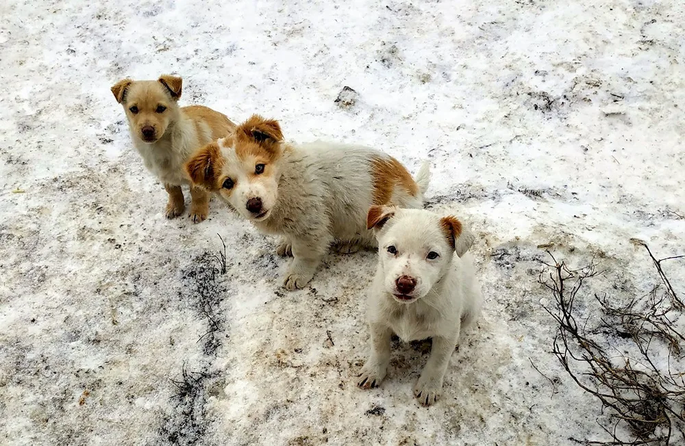 Collie mongrel dog