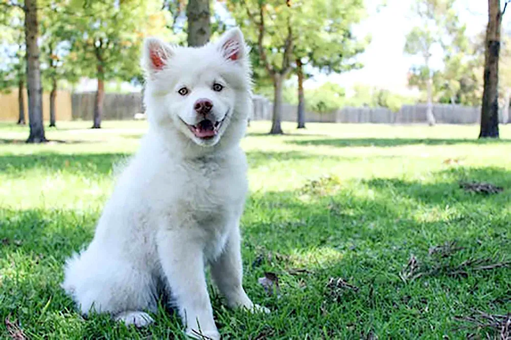 White dog