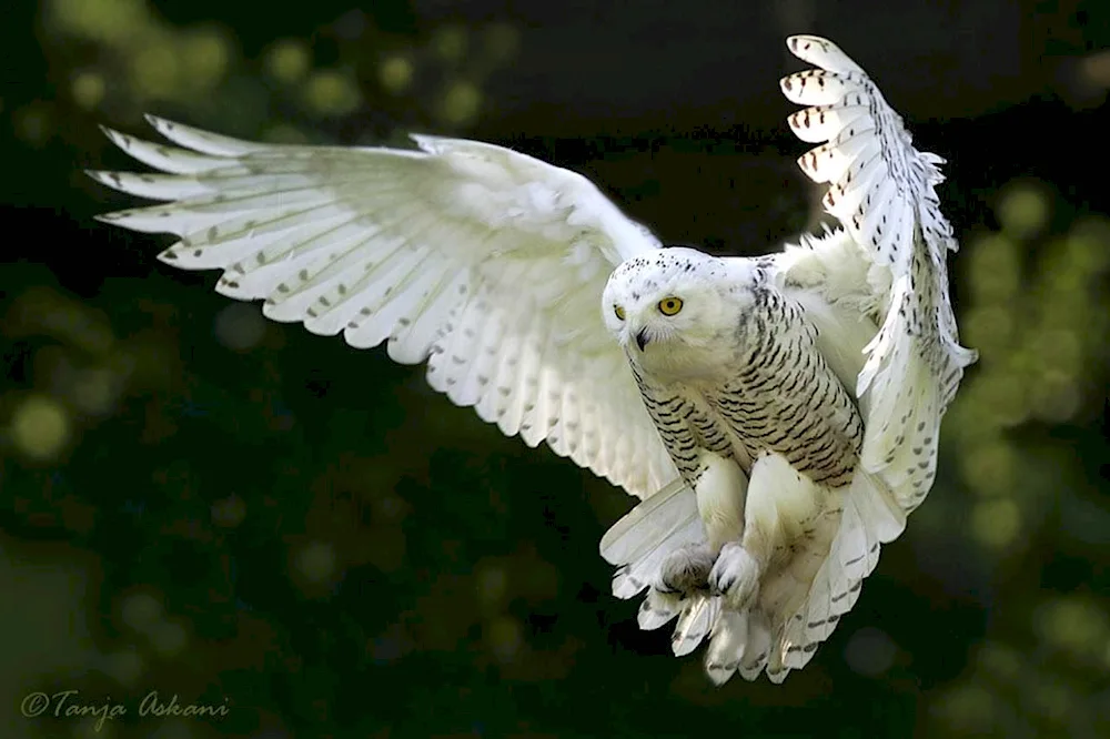 Polar Owl bird