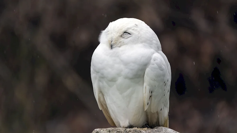 White owl bird with white White Eyes