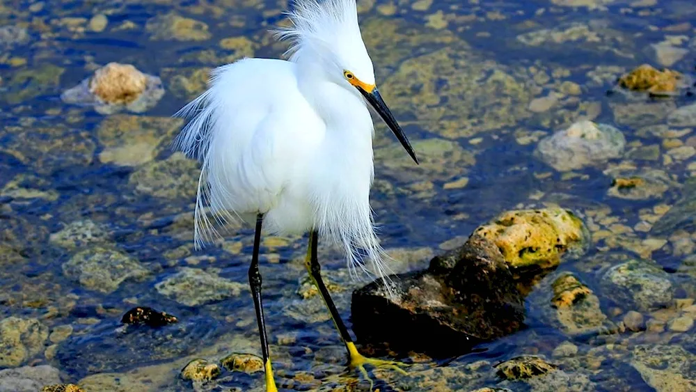 Wetland birds