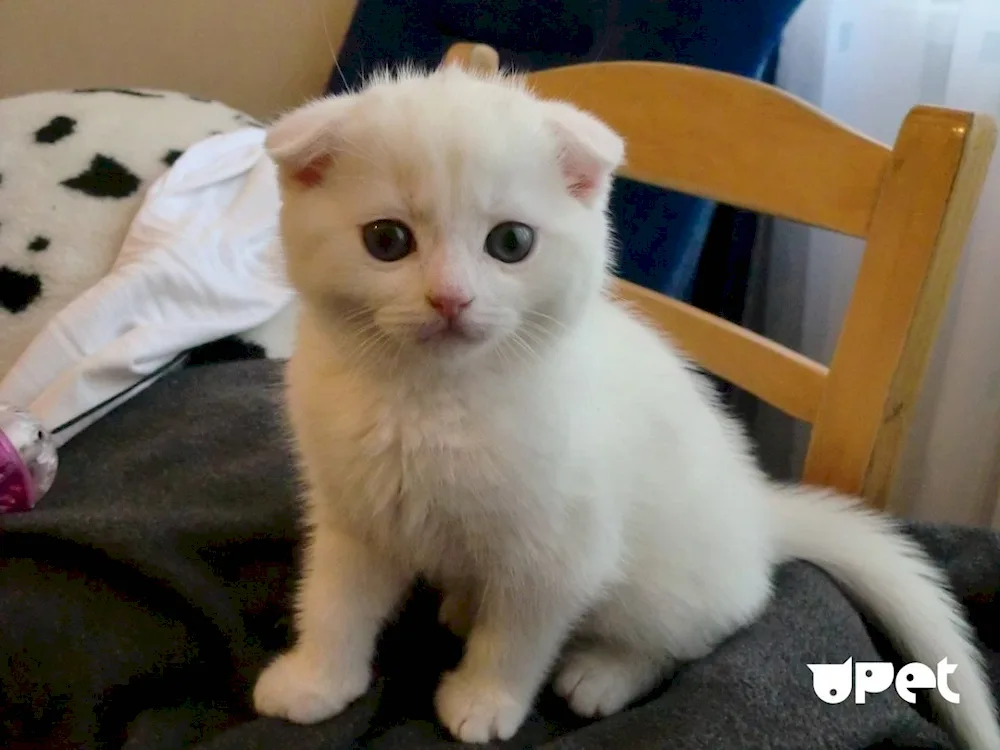 Scottish Fold silver chinchilla