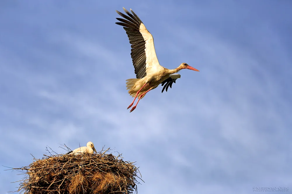 Bird in flight