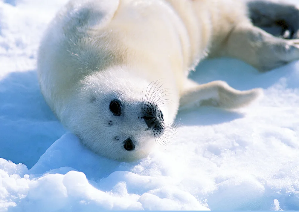 Baikalian Nerpa. Baikal seal Baikal seal Baikal seal Baikal seal Baikal seal Baikal seal Baikal seal Baikal seal Baikal seal Baikal seal Baikal seal Baikal seal Baikal seal Baikal seal Baikal seal Baikal seal Baikal seal Waddell's seal