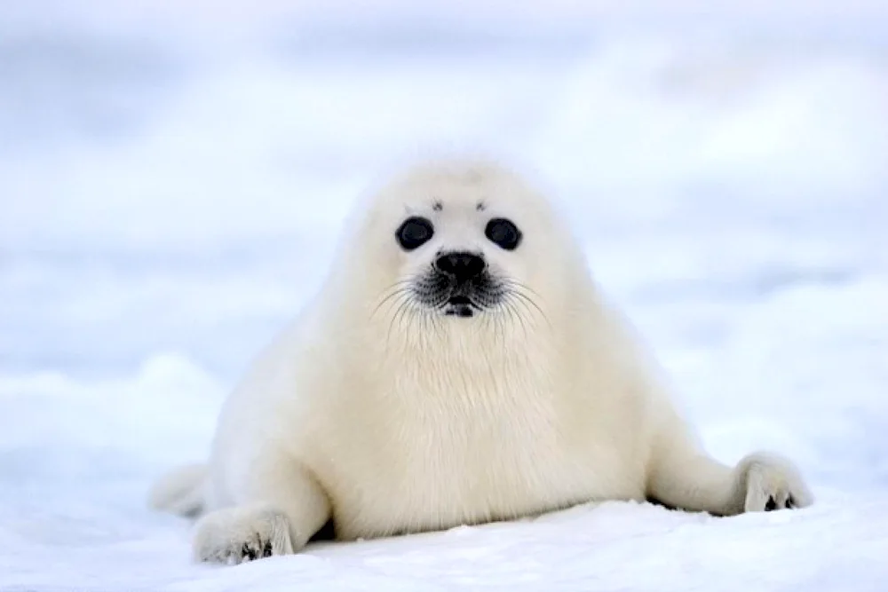 Waddell's seal