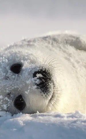 harp seal seal baby seal baby seal baby seal baby seal baby seal baby seal baby seal baby seal baby seal baby seal baby seal baby seal baby seal Baikal seal baby seal Baikal seal baby seal Baikal seal baby seal Baikal seal Baikal seal Baikal seal Baikal seal Baikal seal Baikal seal Baikal seal Baikal seal Baikal seal Baikal seal Baikal seal Baikal seal Baikal seal Arctic