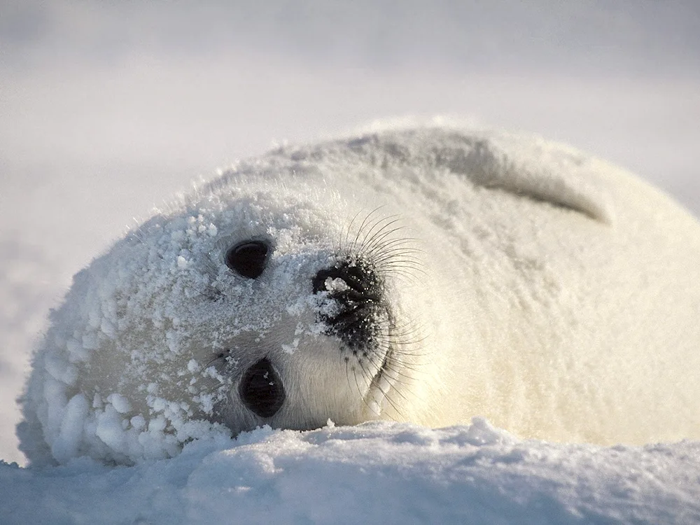 harp seal seal baby seal baby seal baby seal baby seal baby seal baby seal baby seal baby seal baby seal baby seal baby seal baby seal baby seal Baikal seal baby seal Baikal seal baby seal Baikal seal baby seal Baikal seal Baikal seal Baikal seal Baikal seal Baikal seal Baikal seal Baikal seal Baikal seal Baikal seal Baikal seal Baikal seal Baikal seal Baikal seal Arctic