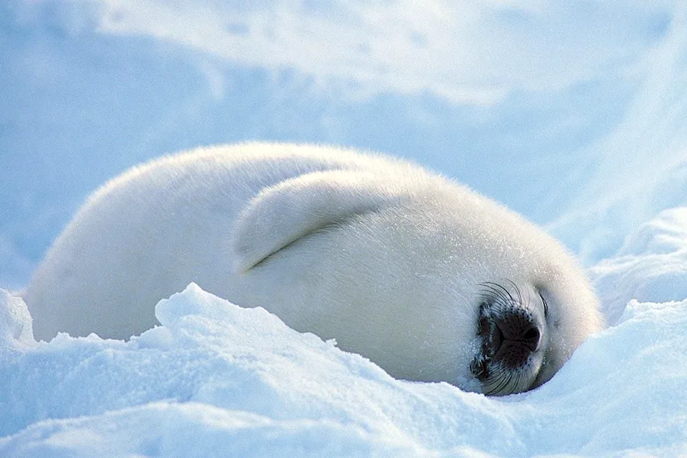 Baikal seal beellek