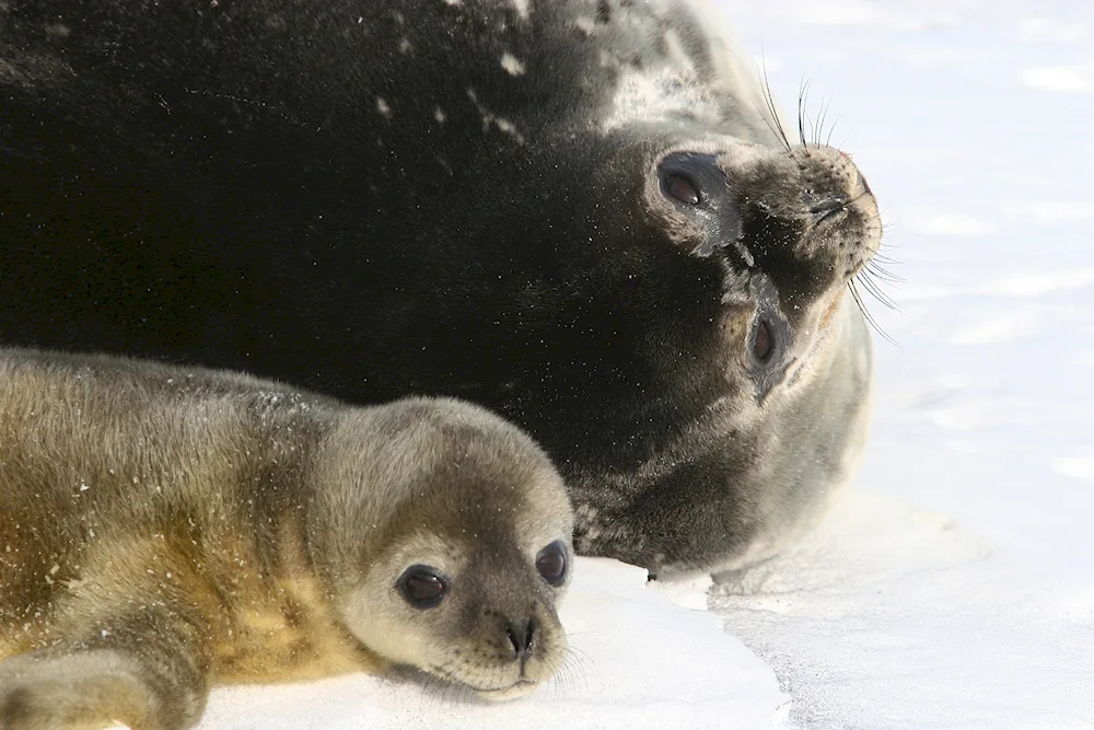 Belek of seal and seal