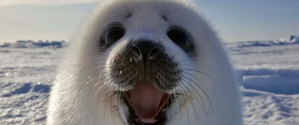 Baikal seal beellek