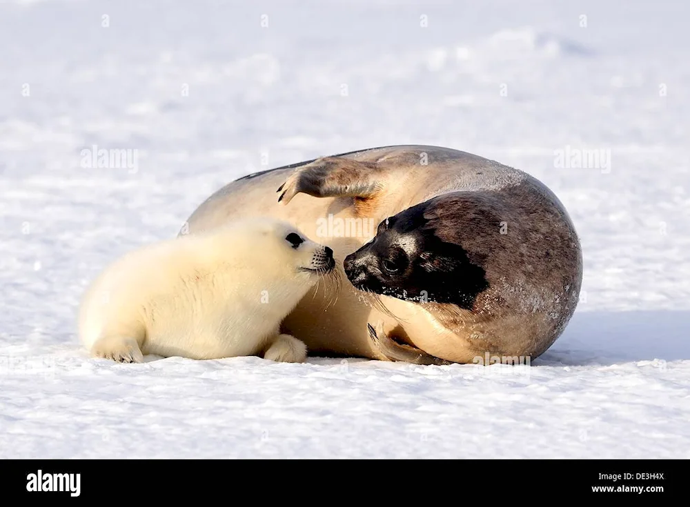 Baikal seal beellek