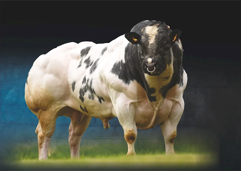 Belgian blue breed Bulls