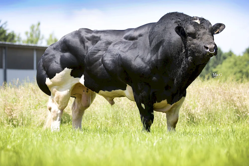 Belgian blue cow