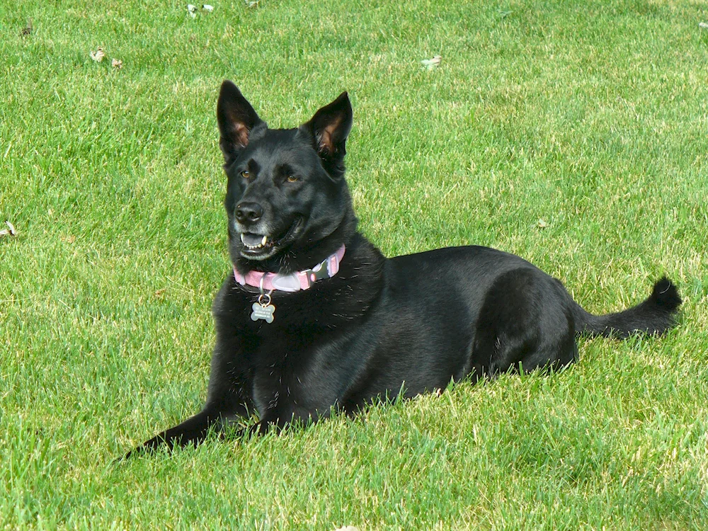 Belgian Shepherd Dog black smooth-haired