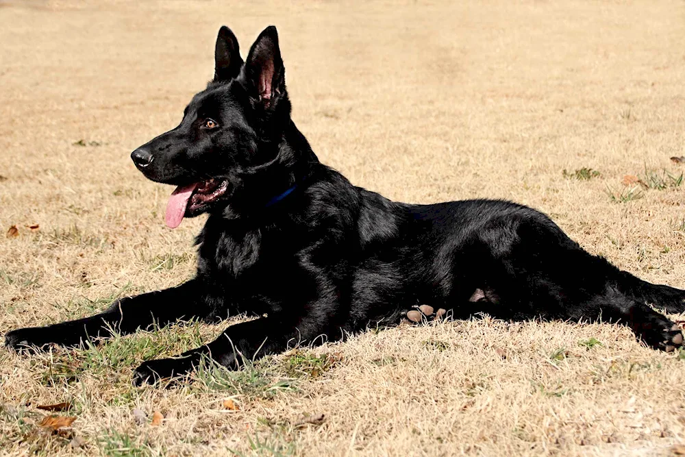 Eastern European Shepherd black