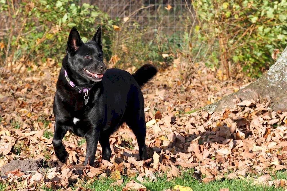 Belgian Shepherd black smooth-haired