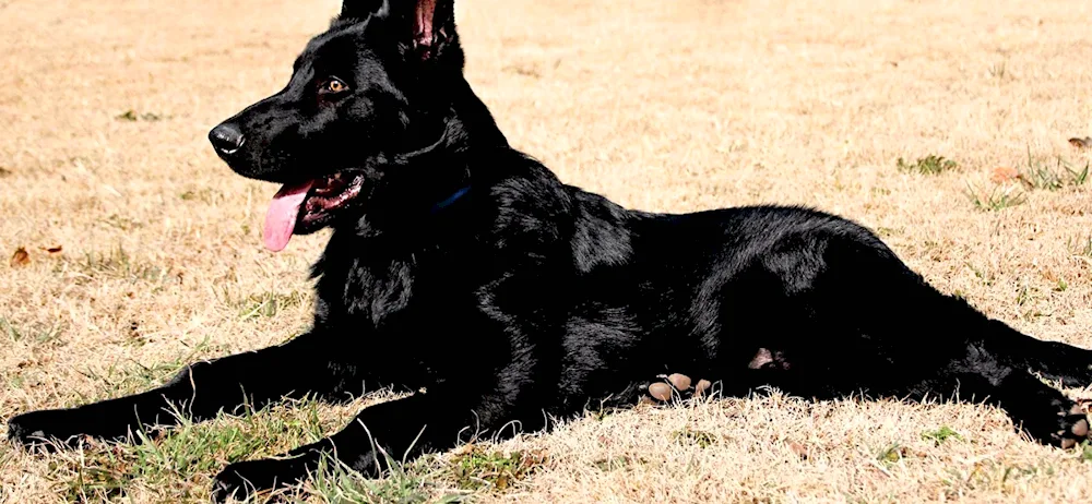 Black German Shepherd puppies