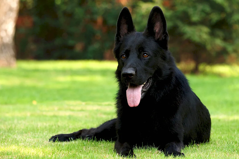 German Shepherd black