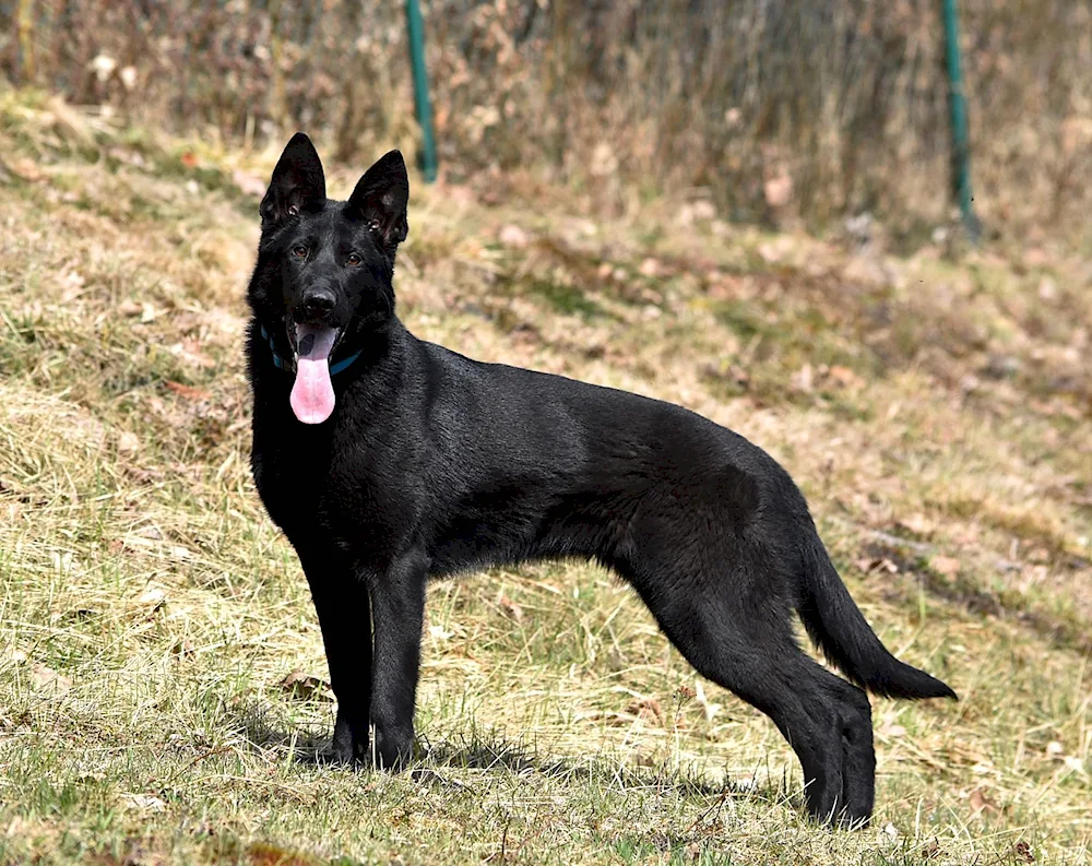 Belgian Shepherd Black Short-haired