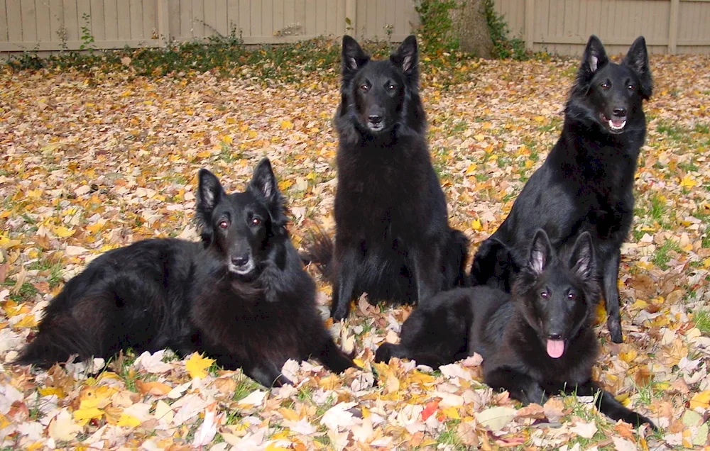 German Shepherd Dog black