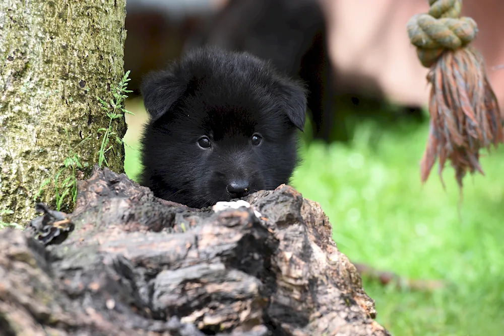 Belgian Shepherd Gruenendal