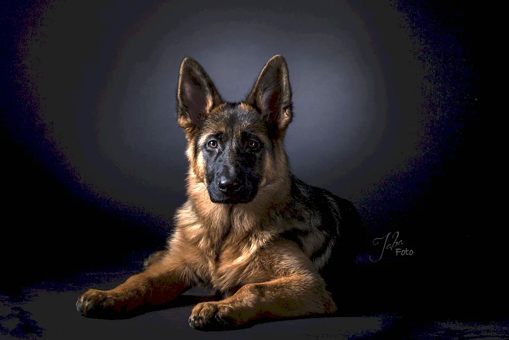 Belgian Shepherd k9