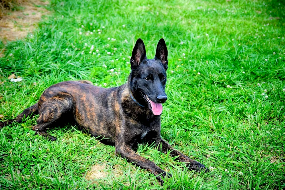 Belgian Shepherd Dog Herder