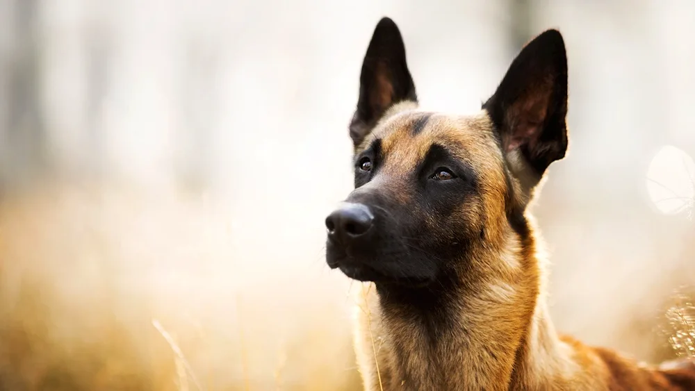 Bengal Shepherd Malinois