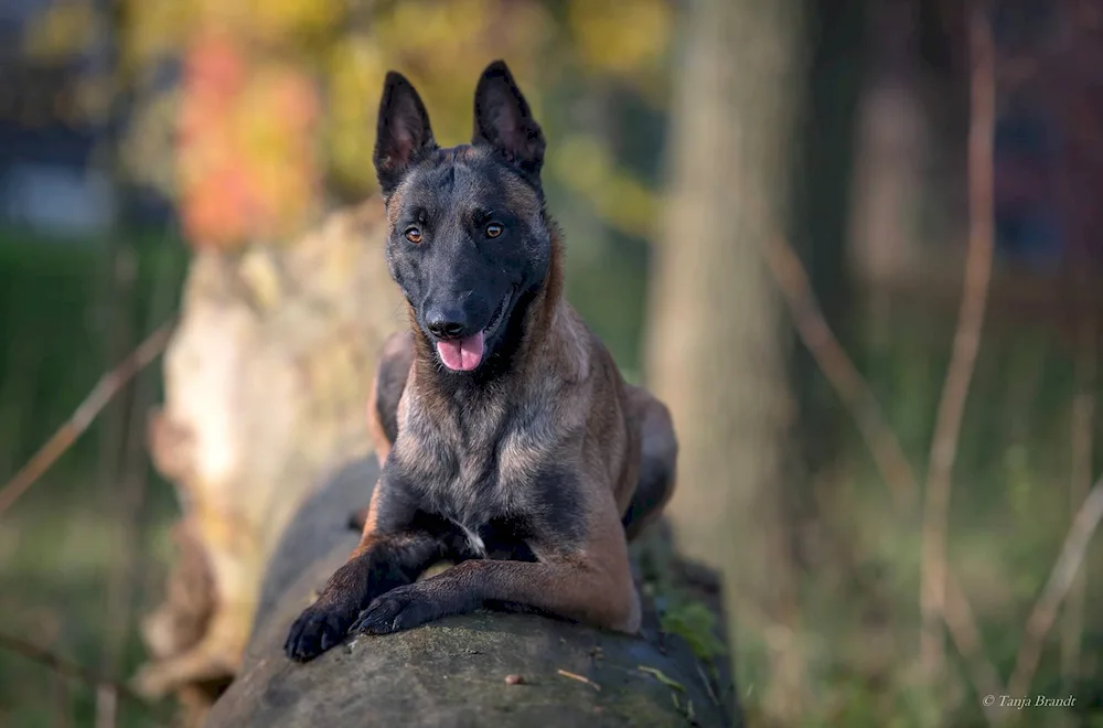 Belgian Shepherd Dog Malinois