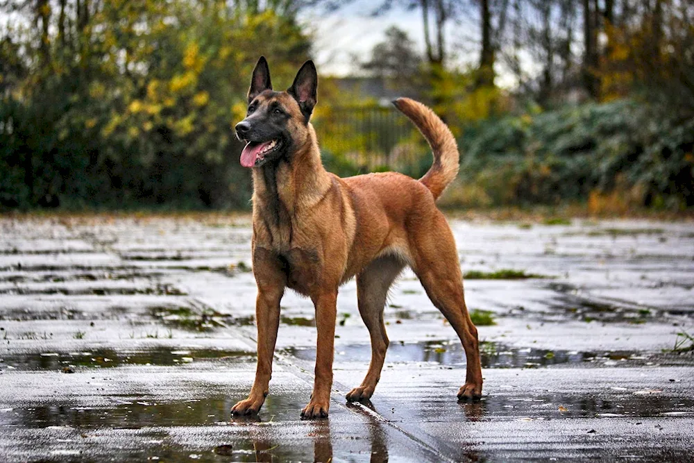 Dog Belgian Shepherd Dog Malinois