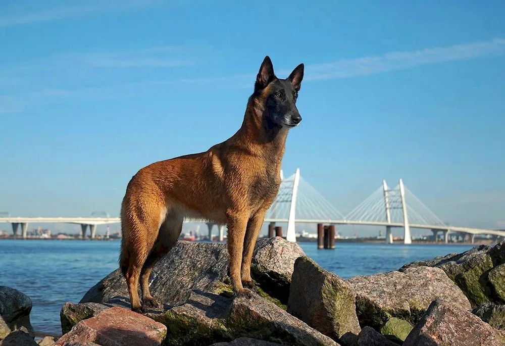 Belgian Malinois