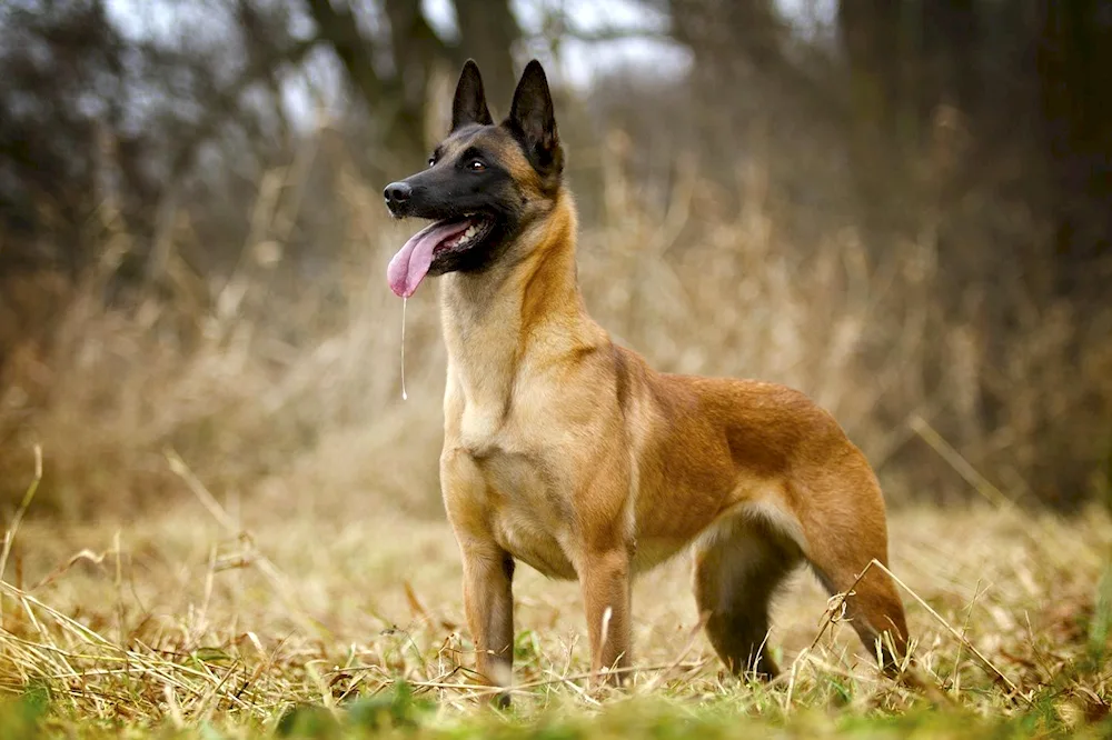 Sable Shepherd