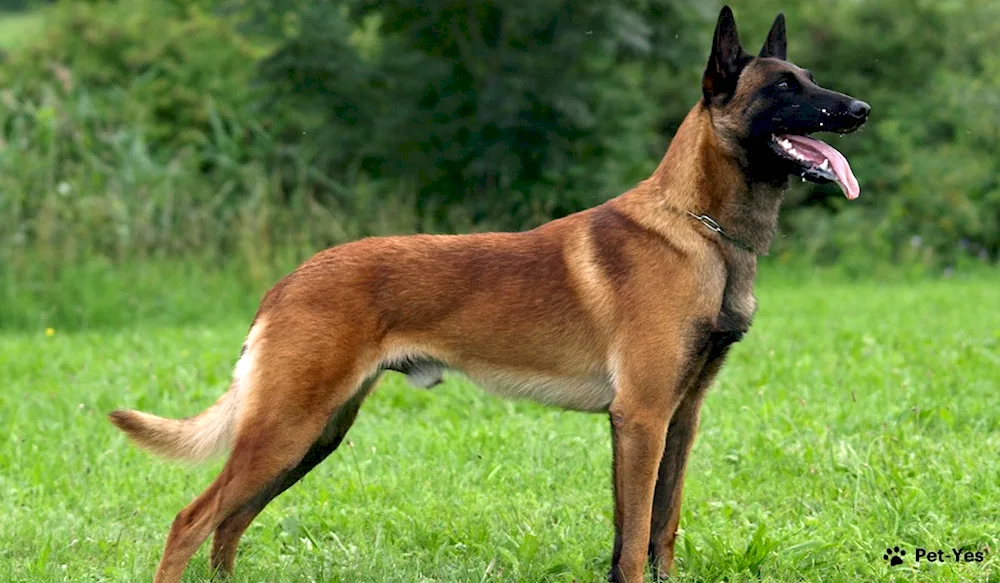 Belgian Shepherd Malinois