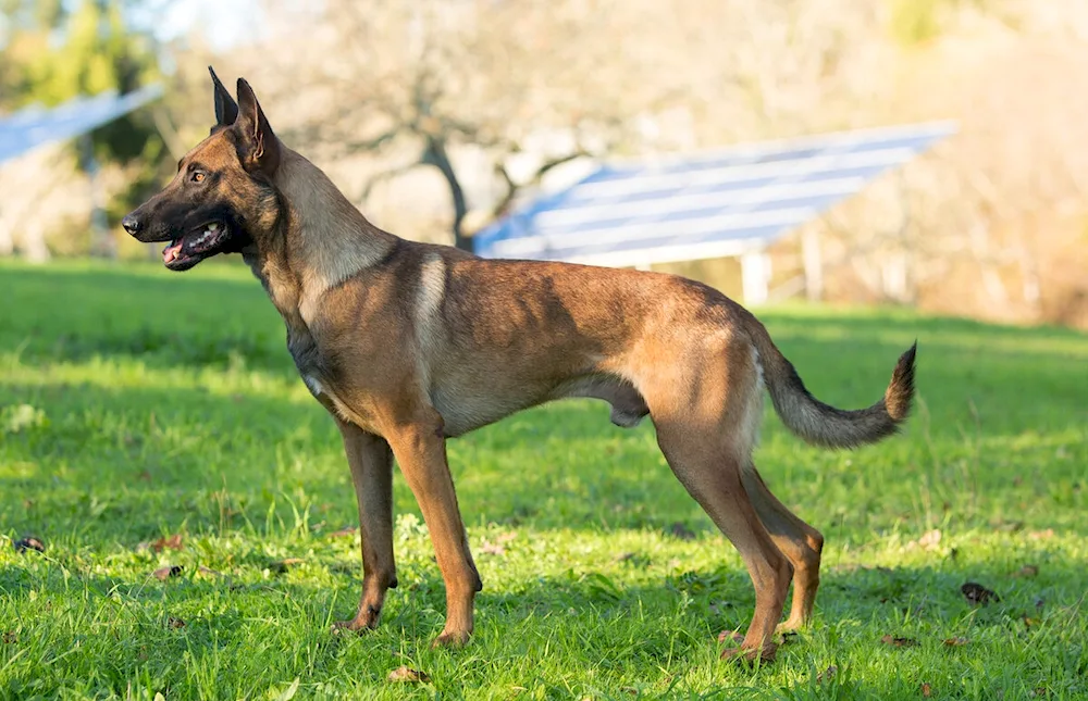 Belgian Shepherd Dog Malinois