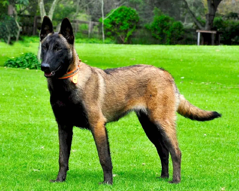 Malinois