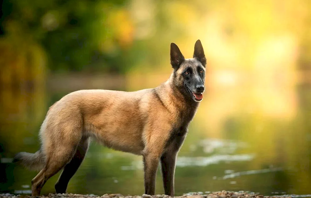 Belgian Shepherd Dog Malinua