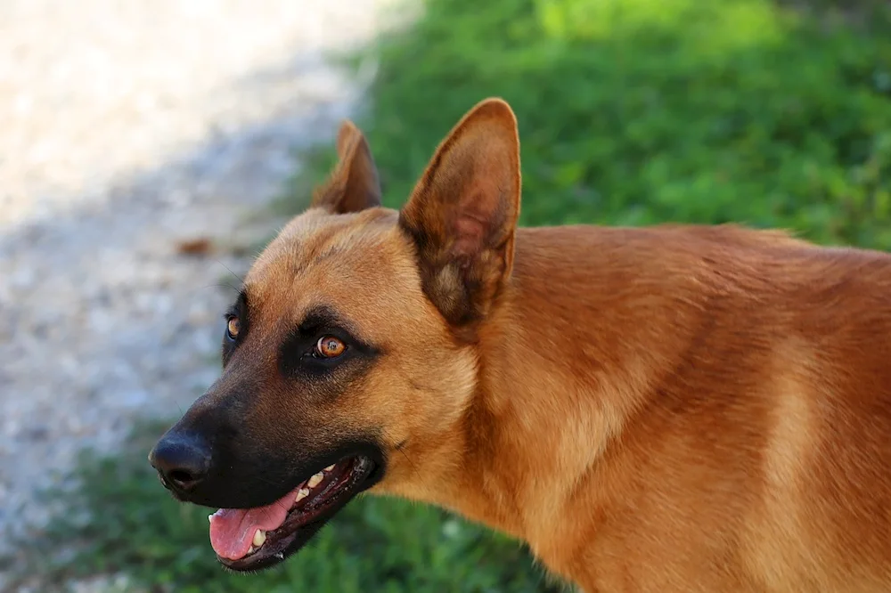 Belgian shepherd dog red